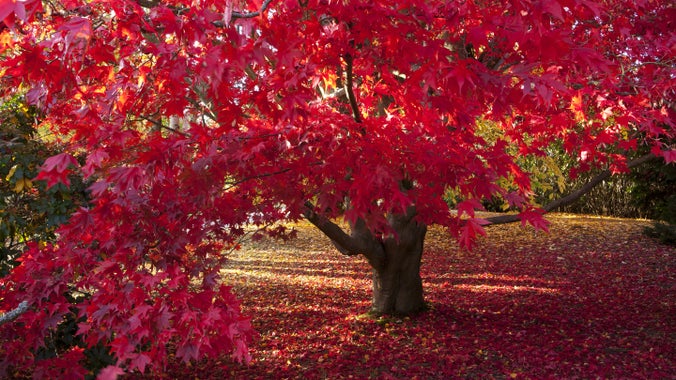 Red acer at Sheffield Park in the autumn